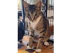 Adopt Kenny (Mall of NH) a Brown Tabby Domestic Shorthair (short coat) cat in