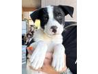 Adopt Ridge a Black - with White Border Collie / Mixed dog in Henderson