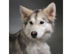 Adopt Grace a Siberian Husky / Mixed dog in Houston, TX (41446566)