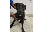 Adopt Odessa a Labrador Retriever / Mixed dog in Houston, TX (41446550)
