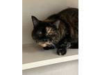 Adopt Calypso a All Black Domestic Shorthair / Domestic Shorthair / Mixed cat in