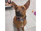 Adopt Venus a Red/Golden/Orange/Chestnut Basenji / Mixed dog in San Francisco