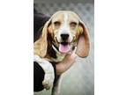 Adopt Dixie a Black Beagle / Mixed dog in Georgetown, DE (41366937)