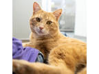 Adopt Sena a Orange or Red Domestic Shorthair / Domestic Shorthair / Mixed cat