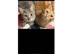 Adopt Carrot and Stormy a Orange or Red Tabby American Shorthair / Mixed (short