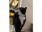 Adopt Watson a Black & White or Tuxedo Domestic Mediumhair / Mixed (medium coat)