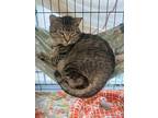 Adopt Norton a Domestic Shorthair / Mixed (short coat) cat in Lunenburg