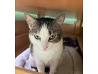 Adopt Pretty a Domestic Shorthair / Mixed (short coat) cat in Lunenburg