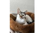 Adopt JUN JUN a Gray, Blue or Silver Tabby Abyssinian (short coat) cat in San