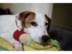Adopt Tilly a White - with Tan, Yellow or Fawn Beagle / Mixed dog in Birmingham