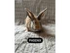 Adopt Phoenix a Orange American / Satin / Mixed (short coat) rabbit in Lewiston