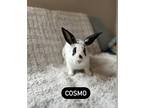 Adopt Cosmo a White American / Satin / Mixed (short coat) rabbit in Lewiston
