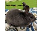 Adopt Serene a Mini Rex / Mixed rabbit in Lexington, KY (41440069)