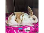 Adopt Hopcorn a Mini Rex / Mixed rabbit in Lexington, KY (41440064)