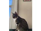 Adopt Hendrix a Tan or Fawn Tabby American Shorthair / Mixed (short coat) cat in