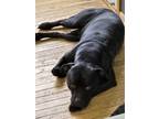 Adopt Bubba a Black American Pit Bull Terrier / Mixed dog in Ottumwa