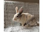 Adopt Persephone a Fawn American / Other/Unknown / Mixed rabbit in Lewiston