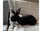 Adopt Maxine a Black American / Other/Unknown / Mixed rabbit in Lewiston