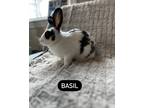 Adopt Basil a White American / Satin / Mixed (short coat) rabbit in Lewiston