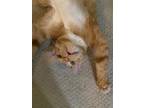 Adopt Rusty a Orange or Red American Shorthair / Mixed (short coat) cat in