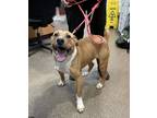 Adopt 73410A Eden a Tan/Yellow/Fawn American Staffordshire Terrier / Mixed dog
