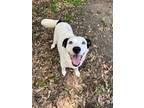 Adopt 73412A Callie a White Border Collie / Mixed dog in North Charleston
