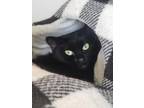 Adopt Luci a All Black Domestic Shorthair / Domestic Shorthair / Mixed cat in