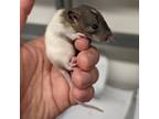Adopt FINKA a Rat small animal in Tucson, AZ (41446184)