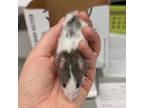 Adopt EDDIE a Rat small animal in Tucson, AZ (41446182)