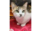 Adopt Sweet Pea a White Domestic Shorthair / Domestic Shorthair / Mixed cat in