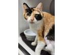 Adopt Starlet a White Domestic Shorthair / Domestic Shorthair / Mixed cat in