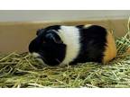 Adopt Robyn a Tan or Beige Guinea Pig / Guinea Pig / Mixed small animal in