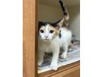 Adopt Christina- ADOPTED a White Domestic Shorthair / Domestic Shorthair / Mixed