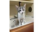 Adopt Ricky- ADOPTED a Gray or Blue Domestic Shorthair / Domestic Shorthair /