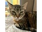 Adopt Lavender a Brown or Chocolate Domestic Shorthair / Domestic Shorthair /