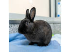 Adopt Pebbles a Black Other/Unknown / Other/Unknown / Mixed rabbit in Calgary