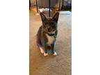Adopt Daisy - IN FOSTER a Gray or Blue Domestic Shorthair / Domestic Shorthair /