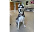 Adopt Buzz a Black Husky / Mixed dog in Windsor, ON (41382998)