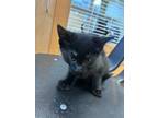 Adopt Destiny (Pink Polish) - ADOPTED a All Black Domestic Shorthair / Domestic