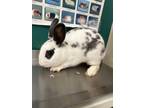 Adopt Bandit a White English Spot / English Spot / Mixed (short coat) rabbit in