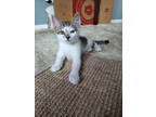 Adopt Norm a White Domestic Shorthair / Domestic Shorthair / Mixed cat in