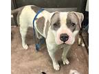 Adopt Julius a White American Pit Bull Terrier / Mixed dog in Florence