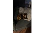 Adopt Peanut a Tortoiseshell Domestic Mediumhair / Mixed (medium coat) cat in