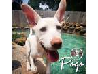 Adopt Pogo New Caney a White Mixed Breed (Medium) dog in Provo, UT (41000459)