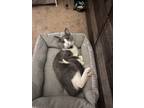 Adopt Calliope a Gray or Blue (Mostly) American Shorthair / Mixed (medium coat)
