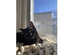 Adopt Onyx a All Black American Shorthair / Mixed (short coat) cat in