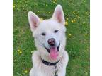 Adopt Teddy a Siberian Husky / Mixed dog in Bracebridge, ON (41445814)