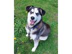 Adopt Gwen a Siberian Husky / Mixed dog in Bracebridge, ON (41446285)