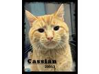 Adopt Cassian a Domestic Shorthair / Mixed cat in Oak Ridge, TN (41442609)
