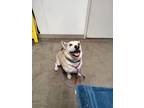 Adopt BENJI a Tan/Yellow/Fawn - with White Corgi / Mixed dog in Tucson
